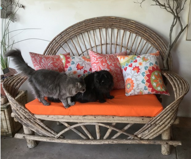 Porch couch with cats 2