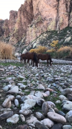 Salt River Horses I didn't take this one. copy