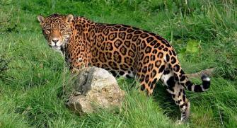 arizona-jaguar-versus-copper-mine-L-VIv2c7