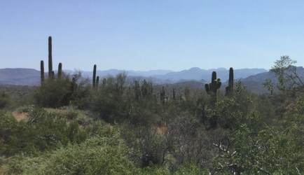 Sonoran Desert near Salt River