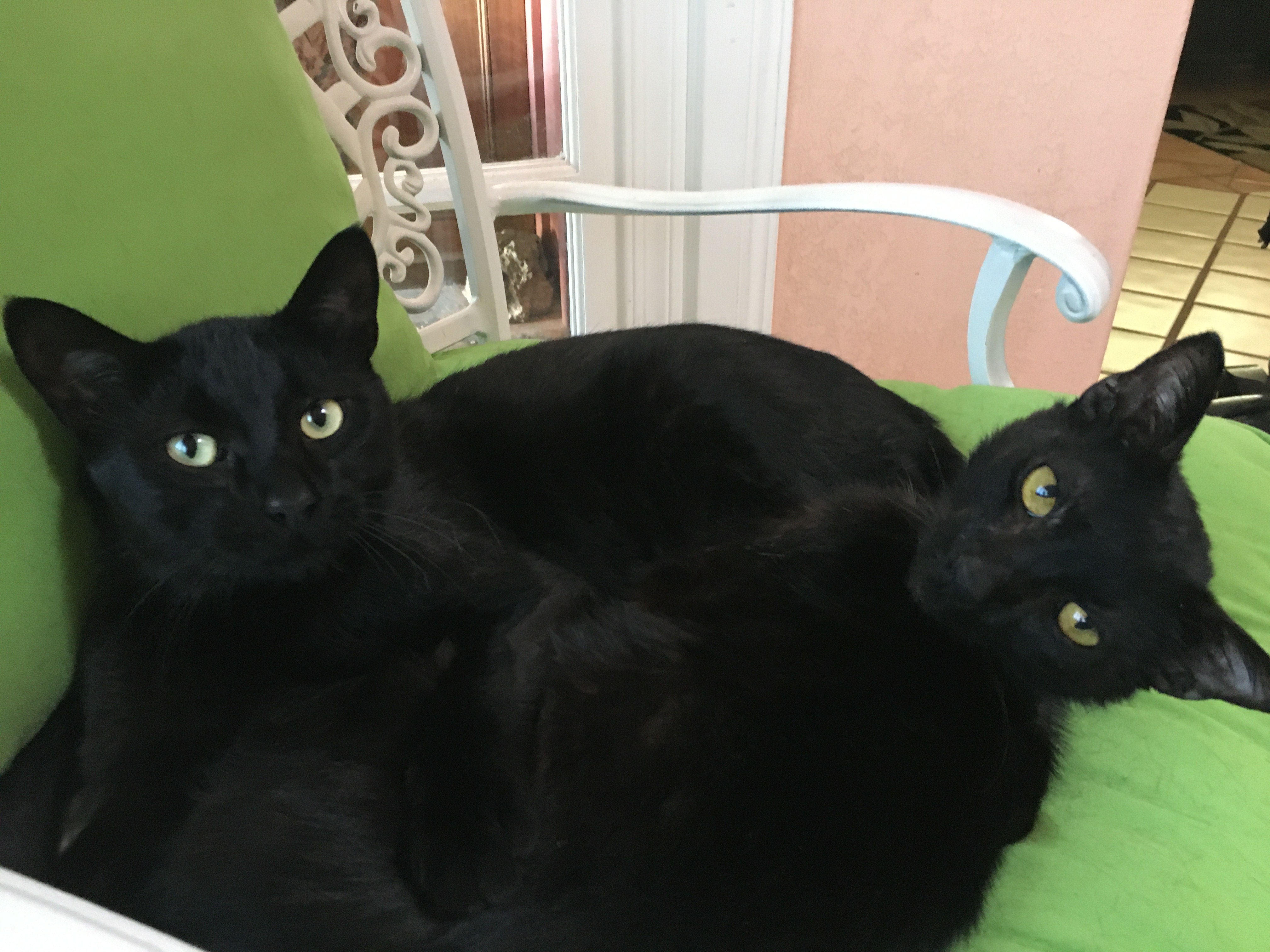 Morgan and Westin copy